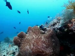 MS Clarks anemone fish with red tooth triggerfish swimming over coral / Sipadan, Semporna, Tawau, Malaysia Stock Footage