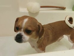 Dog shakes water off after a bath Stock Footage