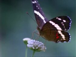 Butterfly, CU brown butterfly feeds on white flower, Panama, Central America Stock Footage