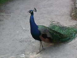 Peafowl 3-18: HD 1080/60i Stock Footage