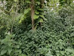 CU TU Shot of Epiphyte vine plants climbing tree in rain forest / Kapaa, Kauai, Hawaii, United States Stock Footage