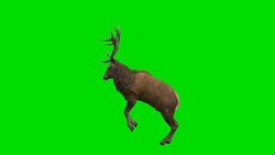 Stag Curvet Green Screen (Loopable) Stock Footage