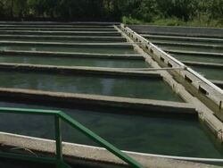 HA PAN basins in fish farm, RED R3D 4K,4KMSTR Stock Footage