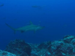 Hammerhead shark over rocks, Costa Rica, Pacific Ocean  Stock Footage