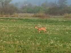 HD: Deer Stock Footage