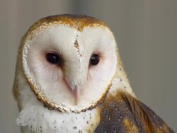 Barn Owl, Profile Stock Footage