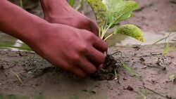 Human hand planting a seed Stock Footage