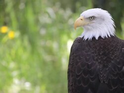 bald eagle Stock Footage
