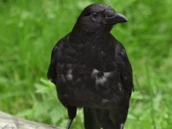 SLOW MOTION: Crow Stock Footage