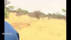 Cheetahs on a cheetah reserve in Namibia News Clip