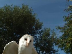 High speed Barn owl (Tyto alba) taking off Stock Footage