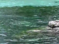 Dolphins swim by rock formation Stock Footage