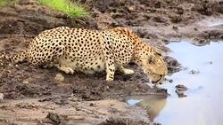 Cheetah drinking and watching Stock Footage