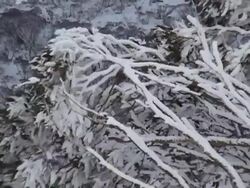 Snowy  branches Stock Footage