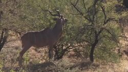 A gazelle eats leaves off a tree. Stock Footage