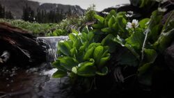 Wildflowers line the edge of a stream in the Rocky Mountains of Colorado. Stock Footage