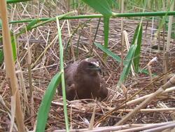 Marsh Harrier (Circus aeruginosus) Stock Footage