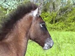 CU Shot of face of Horse looking around / Saintes Maries de la Mer, Camargue, France Stock Footage