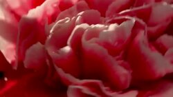 Carnation CU flower in beautiful light with water drops Stock Footage