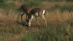 Gazelle Goitered Stock Footage