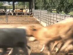 Cows entering the paddock back from pasture Stock Footage