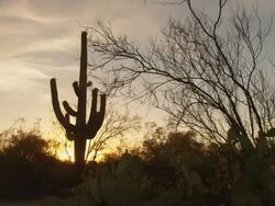 Saguaro National Park Stock Footage