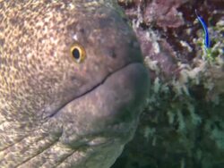 CU Shot of Giant moray eel / Mabul, Sabah, Malaysia   Stock Footage