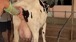 Farmers helping cow mother to calve in Local Farm Stock Footage