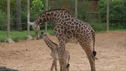 First glance of baby giraffe born in Texas zoo News Clip