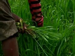 Group of people weed crops Stock Footage