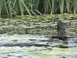 MS SLO MO Common Moorhen or European Moorhen, gallinula chloropus, Immature playing in Pond / Vieux Pont, Normandy, France Stock Footage