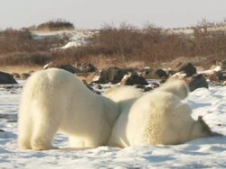 MS ZI Two polar bears play fighting in snow / Churchill, Manitoba, Canada  Stock Footage