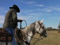 Texas Cowboy Adjusts Whip on White Horse Stock Footage