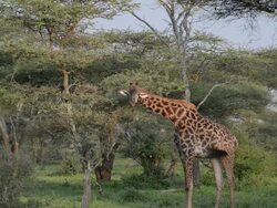 Giraffe in Tanzania Stock Footage