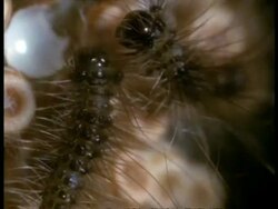 BCU Vapourer Moth (Orgyia antiqua) Caterpillars, England Stock Footage
