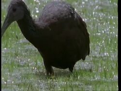 CU Ibis (bare faced) foraging in shallows, South America Stock Footage