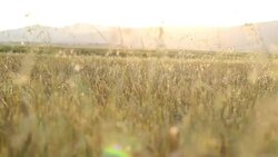 Sun and golden crops Stock Footage