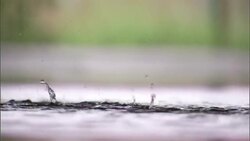 Rainwater splashes in a puddle. Stock Footage