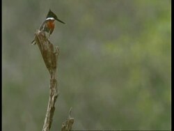 MS Amazon kingfisher on tree stump, South America Stock Footage