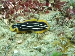 CU R/ Shot of Flatworm gliding along reef covering in various algae / Matola, Maputo, Mozambique Stock Footage