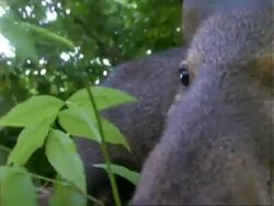 Peccary, BCU peccary eating dipteryx seedling;; Panama; Stock Footage