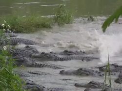 Group of Alligators Stock Footage