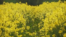 Colza flowers Stock Footage