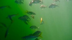 Baby bream at Pittwater Stock Footage