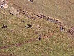 WS Sex herb collectors at Himalayan mountains / Durma, Banke District, Nepal Stock Footage
