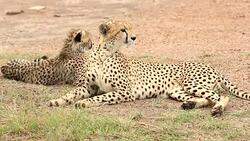 Cheetah and Cub Stock Footage