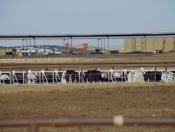 Dairy cows confined in large high density feed lot Stock Footage
