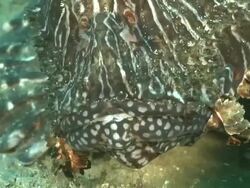 ECU Devil fire fish lying on sea floor covered with seaweed / Matola, Maputo, Mozambique Stock Footage
