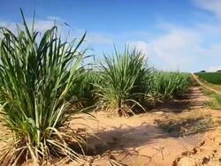 Sugarcane field Stock Footage