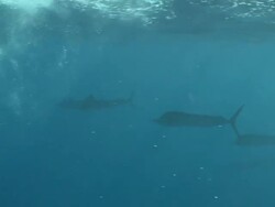 MS POV Shot of Sailfish schooling to hunt bait ball / Playa del Carmen, Isla Mujeres, Mexico Stock Footage